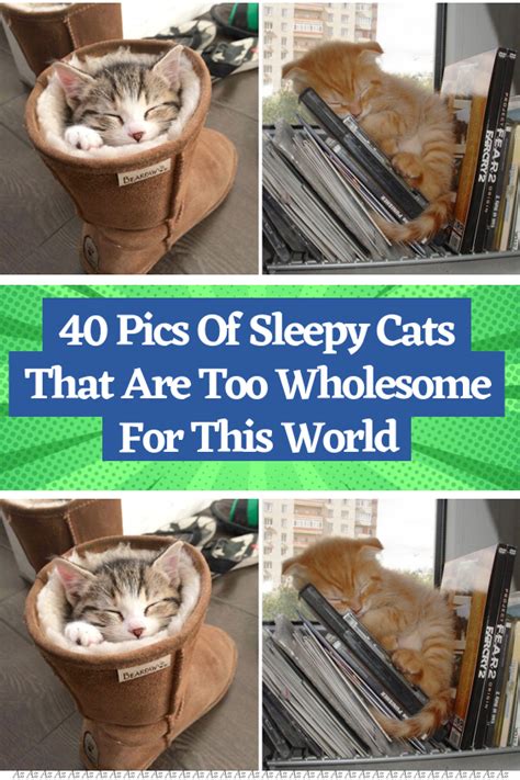 40 pics of sleepy cats that are too wholesome for this world – Artofit