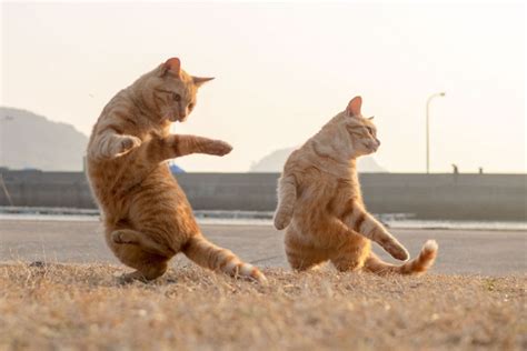 30 Of The Funniest Dancing Cat Pics | Bored Panda