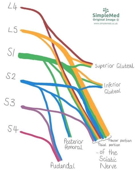 12. The Sacral Plexus - SimpleMed - Learning Medicine, Simplified