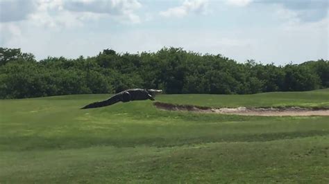 CAUGHT ON CAMERA: Giant alligator stalks Buffalo Creek Golf Course in ...