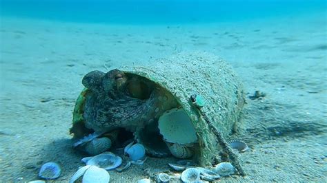 Octopus Cleans Shells Outside His Home - YouTube