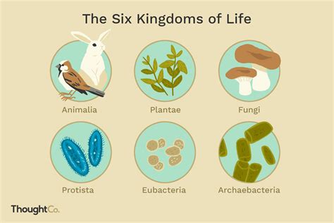 The Six Biological Kingdoms