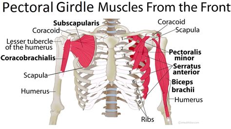 Pectoral Girdle Anatomy: Bones, Muscles, Function, Diagram | eHealthStar