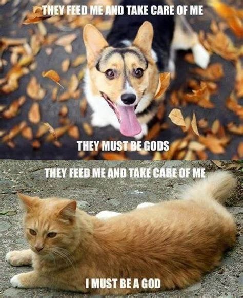 An Inside Look into the Mind of Your Pet | Funny cat memes, Funny dog ...