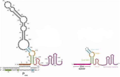 CRISPR system [IMAGE] | EurekAlert! Science News Releases