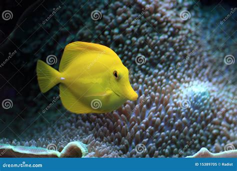 Yellow Fish in the Aquarium Stock Image - Image of swimming, deep: 15389705