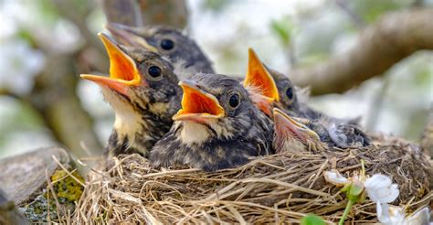 Create Nesting Areas for Backyard Birds