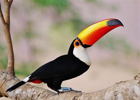 Toco Toucan Facts, Habitat, Diet, Life Cycle, Baby, Pictures