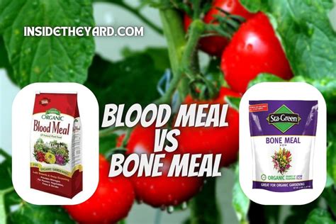 Blood Meal Vs Bone Meal For Tomatoes: The Ultimate Differentiation Guide