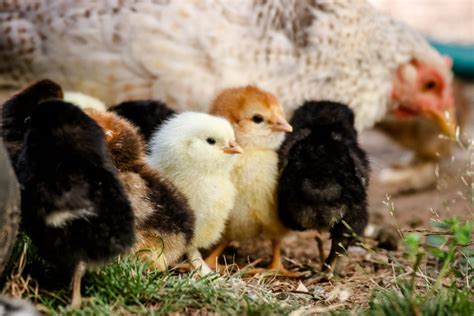 How to Start and Become a Successful Poultry Farmer - Business Ideas Africa