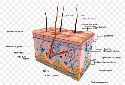 Integumentary System Diagram Drawing / How To Draw The Diagram Of Human ...