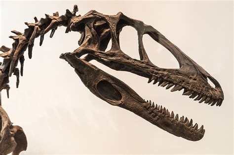 Deinonychus skull ROM - Deinonychus - Wikipedia | Animal skeletons ...