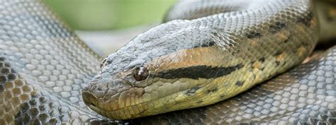 Green Anaconda | Drayton Manor