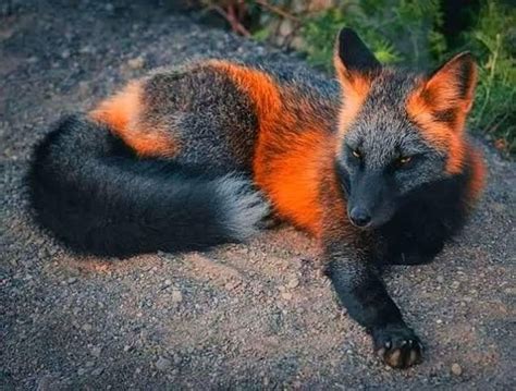 🔥 A rare fox breed called Cross Fox : NatureIsFuckingLit | Fox breeds ...