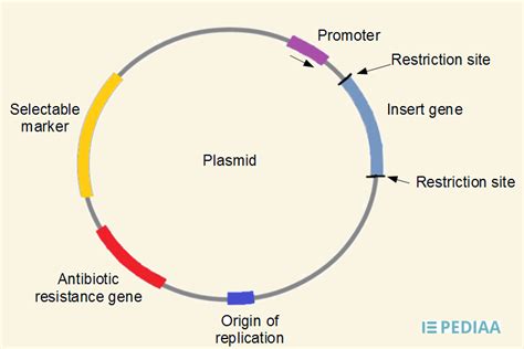 Difference Between Plasmid and Cosmid | Teaching chemistry, Molecular ...