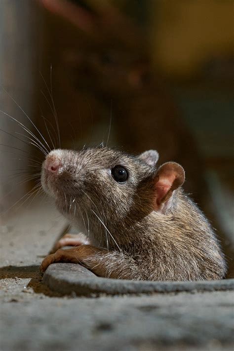 Girl Eating Live Mouse – Telegraph