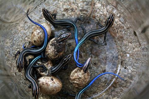 baby lizards hatching | Flickr - Photo Sharing!