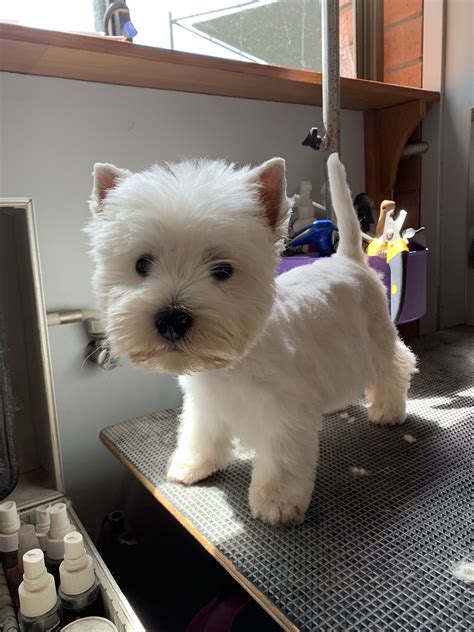 First groom at 12 weeks | Westie puppies, Westie dogs, Dogs and puppies