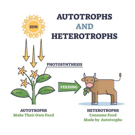 Auxotrophs Stock Photos, Pictures & Royalty-Free Images - iStock