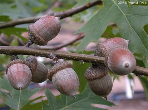 Quercus rubra (Northern Red Oak): Minnesota Wildflowers