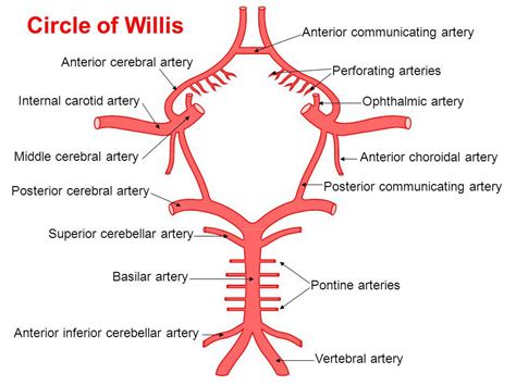 Stroke Medicine for Stroke Physicians and Neurologists