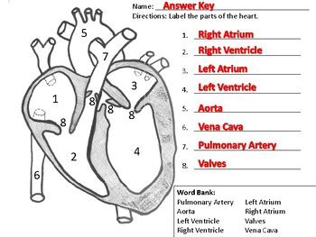 Label the Heart Worksheet by Alexis Forgit | TPT