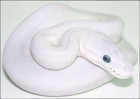 Ball Pythons: They’re Pretty Darned Cool | Ball python morphs, Ball ...