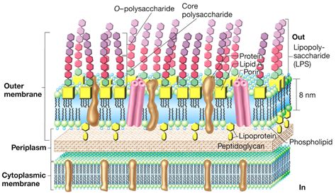 Cell Wall Structure Gram Negative Bacteria Example Helicobacter Vector ...