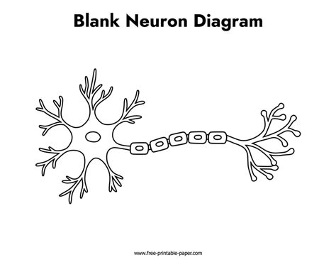 Blank Neuron Diagram – Free-printable-paper.com