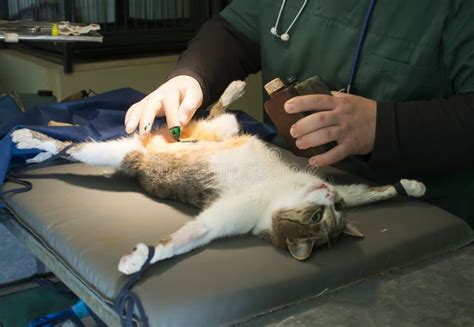 Is spay surgery safe for cats ~ cat pant