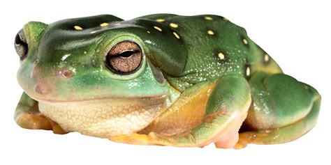 Frog PNG Image - PurePNG | Free transparent CC0 PNG Image Library