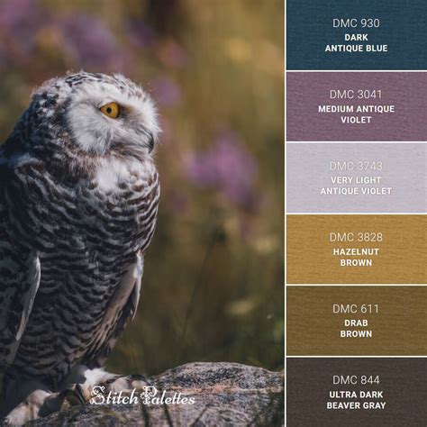 Owl Images Color