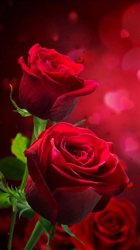 Beautiful Roses Flowers Background Images | Best Flower Site