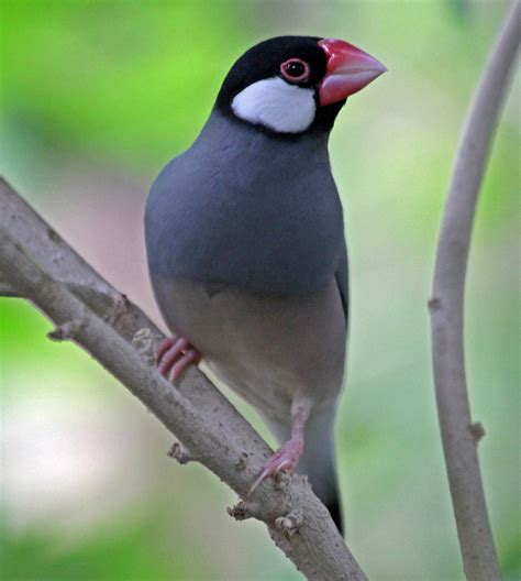 Java Sparrow Facts, Pet Care, Temperament, Feeding, Pictures | Singing ...