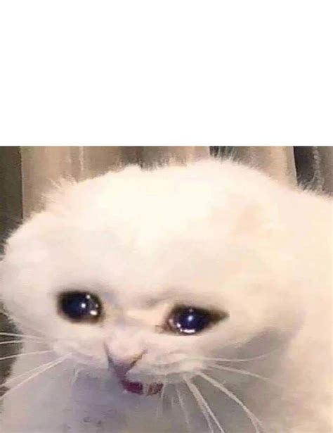 Crying Cat Blank Template - Imgflip