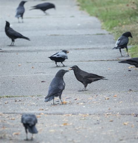 Photo by June Hunter | The Urban Nature Enthusiast