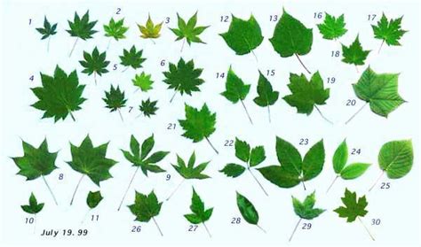 Species discernment of Japanese maples | Japanese maple varieties ...