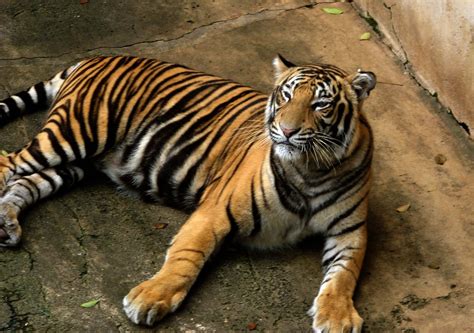 Royal Bengal Tiger - Bengal Tiger Facts, Profile, Photos, Information ...