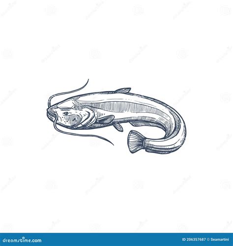 Siluriformes Stock Illustrations – 9 Siluriformes Stock Illustrations ...