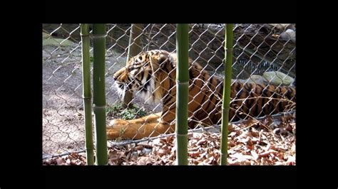 Sumatran Tiger Roaring - YouTube