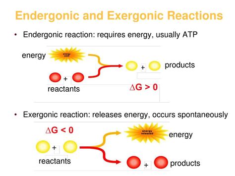 Examples Of Endergonic And Exergonic Reaction