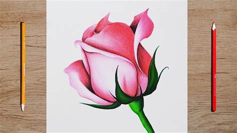 how to draw a rose with colored pencils for beginners || realistic rose ...