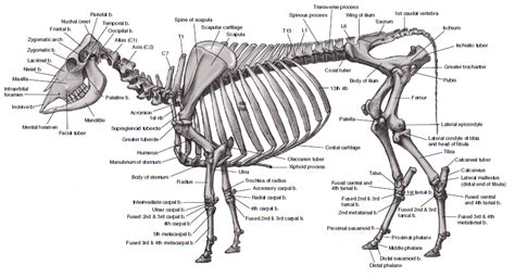 25+ Gambar Sapi Beserta Nama Organ Pencernaanya