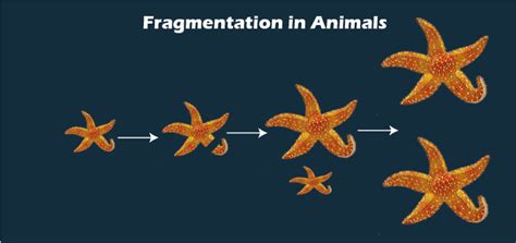 What is fragmentation - Javatpoint