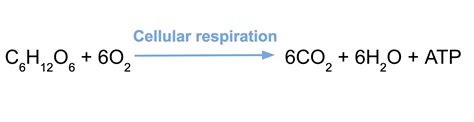 Beautiful Work Chemical Formula Aerobic Respiration Equation Of And ...