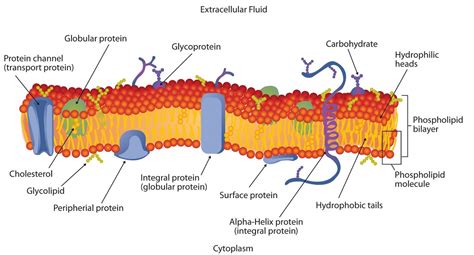 Lipid Bilayer Membranes - Chemistry LibreTexts