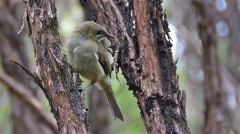 New Zealand bellbird - Facts, Diet, Habitat & Pictures on Animalia.bio