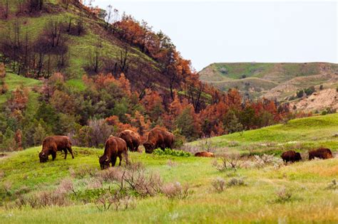 Theodore Roosevelt National Park: The Complete Guide for 2021 (with Map ...