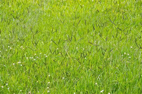 Bahiagrass Lawn Maintenance Guide