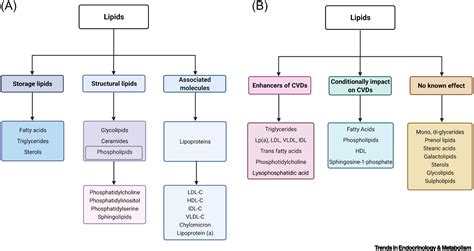 Function Of Lipids In The Body | Sitelip.org